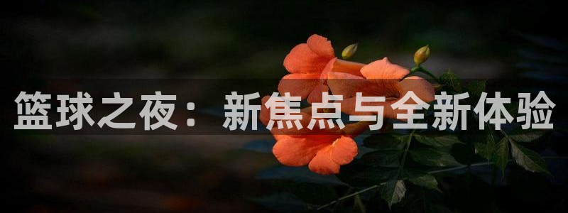 松鼠体育在线直播视频：篮球之夜：新焦点与全新体验
